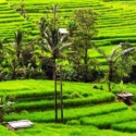 Diprediksi, 1 Juta Hektar Sawah Diasuransikan Tahun Ini