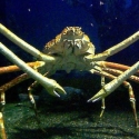 Kepiting Laba-laba Jepang Tak Begitu Diminati Pengunjung Seaworld