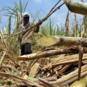 Menkeu Kenakan Pajak 10 Persen Petani Tebu, Produksi Gula Nasional Terancam