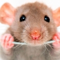 New York City Nyatakan Perang Melawan Tikus
