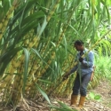 PPN Kurangi Gairah Petani Di Tengah Serbuan Gula Impor