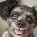 Presiden Moon Tunjuk Anjing Ini Jadi <i>First Dog</i> Korea Selatan