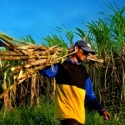Petani Tebu Minta HET Gula Dikoreksi