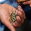 Ganja Sintetis Renggut Delapan Nyawa Di Auckland