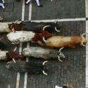 Tiga Orang Ditanduk Banteng Saat Festival Di Pamplona Spanyol