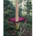 Bunga Bangkai Amorphophallus Titanum Mekar Sempurna Di Bengkulu