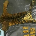 Sindikat Perdagangan Kulit Harimau Diringkus