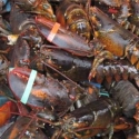 Lobster Bernilai Ekonomis Tinggi, Kok Dipersulit Pemerintah