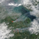 30 Warga Jepang Ikut Tanam Benih Meranti Di Pelalawan