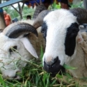 Aman, Stok Hewan Kurban Di Bangka