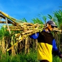 Petani Desak Pemerintah Kerek Harga Jual Gula