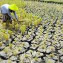 Gagal Panen, Petani Dapat Ganti Rugi Rp 37 Miliarâ€¦
