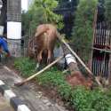 Sapi Kurban Kejagung Ngamuk Tumbangkan Pohon