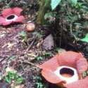 2 Bunga Rafflesia Arnoldi Mekar Sempurna Di Bengkulu Tengah