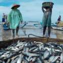 Menteri Susi: Stok Ikan Meningkat 100 Persen