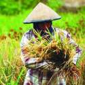 Pengendalian Impor Untuk Kedaulatan Pangan