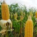 Indonesia Masuk Tujuh Besar Penghasil Jagung Dunia