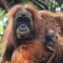 Terus Diburu, Orangutan Tapanuli Terancam Punah!