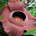 Rafflesia Arnoldii Kian Terancam