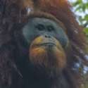 Spesies Baru Orangutan Ditemukan Di Hutan Tapanuli
