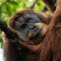 Gubernur Sumut: Orangutan Tapanuli Tidak Boleh Diburu