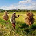 Pemerintah Harus Fokus Pada Peningkatan Kesejahteraan Petani