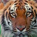 <i>Let the Tiger Go</i> Soroti Nasib Harimau Sumatera Di Bawah Incaran Pemburu