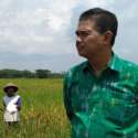 Produksi Padi Di Kulon Progo Capai Puluhan Ribu Ton