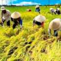 Prihatin, Panen Raya Dihantui Harga Murah