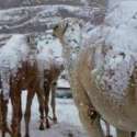 Diterjang Badai, Salju Selimuti Unta Di Gurun Pasir Saudi
