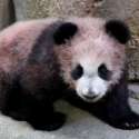 Anak Panda Dipamerkan Pertama Kali Di Kebun Binatang Perancis