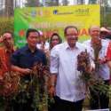 PINBAS MUI Bersama Menteri Puspayoga Panen Kacang Di Bojonegoro