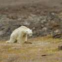 Peneliti AS: Beruang Kutub Bisa Punah Lebih Cepat Dari Perkiraan