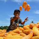 Impor Jagung, Kemendag Kembali Ciderai Petani