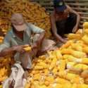 Demi Kesejahteraan Petani Harga Jual Jagung Harus Baik