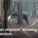 Video Gajah Menghembuskan Asap Bikin Bingung Ilmuwan