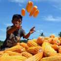 Produksi Meningkat, TGB Apresiasi Petani Jagung Di Sumbawa