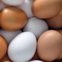 Kementan: Secara Akal Sehat, Harga Telur Palsu Pasti Lebih Mahal