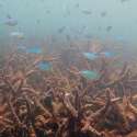 30 Persen Karang Mati Akibat Gelombang Panas 2016