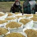 Alih Fungsi Lahan Sawah Jadi Masalah Kelangkaan Beras