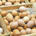 Ayam Dan Telur Naik Minyak Goreng Stabil