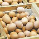 BPS Salahkan Harga Telur Dan Daging Ayam