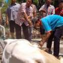 Hewan Kurban Di Jakarta Tetap Dipotong Di RPH