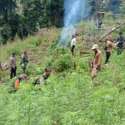 Petugas Gabungan Musnahkan Ladang Ganja 3,5 Hektare