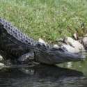 Selamatkan Anjing Peliharaan, Wanita Ini Tewas Diserang Buaya