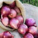 Harga Bawang Merah Turun, Petani Tekor