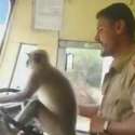 Mengemudi Dengan Monyet, Sopir Bus Ini Tuai Kecaman