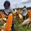 Ketua APJI: Impor Jagung Akan Jadi Pukulan Telak Untuk Petani