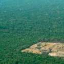 Deforestasi Hutan Hujan Amazon Tahun Ini Terburuk Sejak Satu Dekade