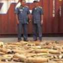 Kamboja Sita 3,2 Ton Gading Gajah Afrika Di Pelabuhan